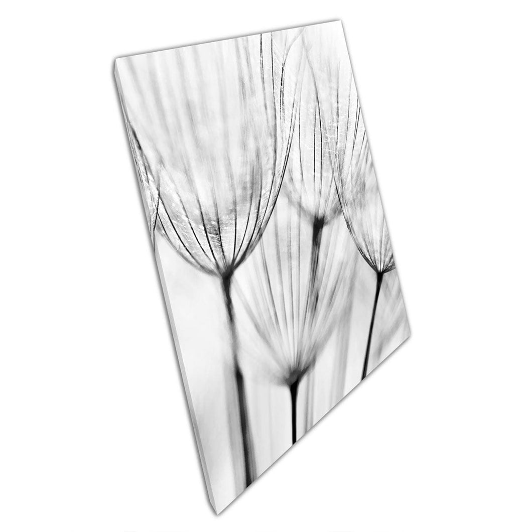 Extreme Close Up Soft Focus Black And White Dandelion Flower Canvas Wall Art Print On Canvas Mounted Canvas print