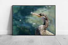 Laad de afbeelding in galerijviewer, Wild Grey Duck Standing On The Seashore Against A Calm Blurred Natural Blue Seascape Wall Art Print on Paper Framed Picture print

