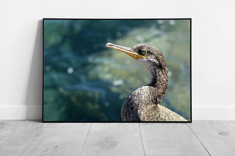 Wild Grey Duck Standing On The Seashore Against A Calm Blurred Natural Blue Seascape Wall Art Print on Paper Framed Picture print