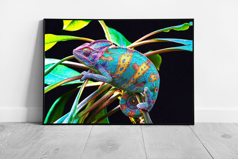 Yeman Chameleon Vibrant Multicolour Lizard Balancing On Green Leaves Nature Wall Art Print on Paper Framed Picture print