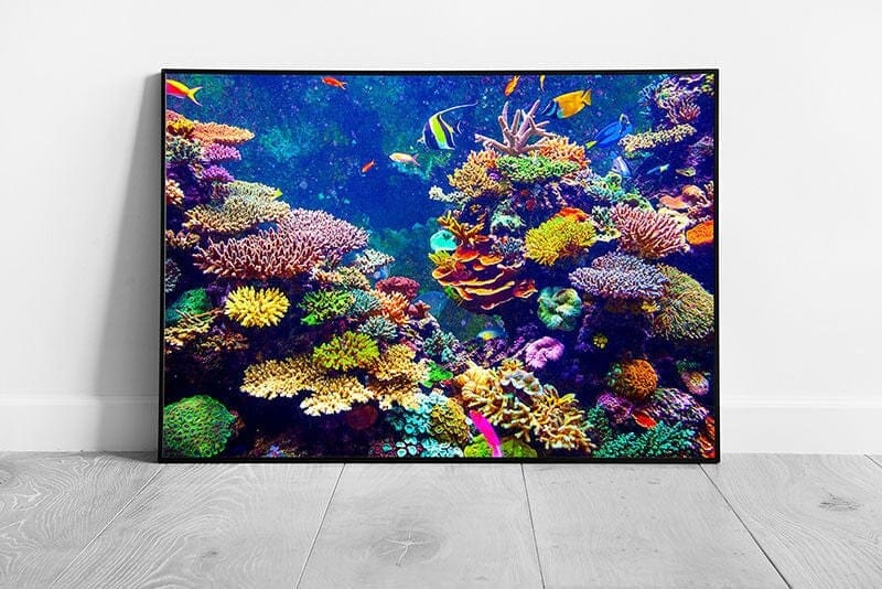 Colourful Coral Reef Filled With Tropical Fish Within Singapore Aquarium Underwater Wall Art Print on Paper Framed Picture print