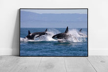 Load image into Gallery viewer, Pack Of Wild Killer Whales Orca Leaping Through The Ocean Sea Life Marine Life Wall Art Print on Paper Framed Picture print
