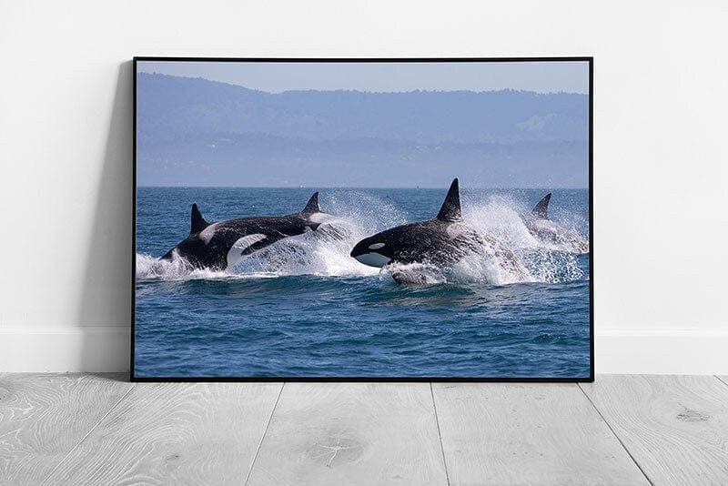 Pack Of Wild Killer Whales Orca Leaping Through The Ocean Sea Life Marine Life Wall Art Print on Paper Framed Picture print