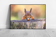 Carica immagine nel visualizzatore della galleria, wildlife Animal Red Squirrel can&#39;t believe his luck Nut Ready to Hang Wall Art Print on Paper Framed Picture print
