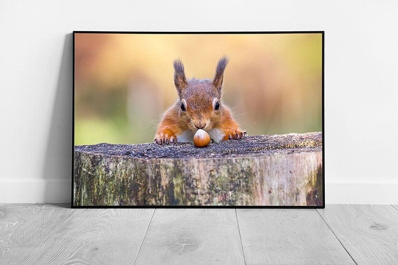 wildlife Animal Red Squirrel can't believe his luck Nut Ready to Hang Wall Art Print on Paper Framed Picture print