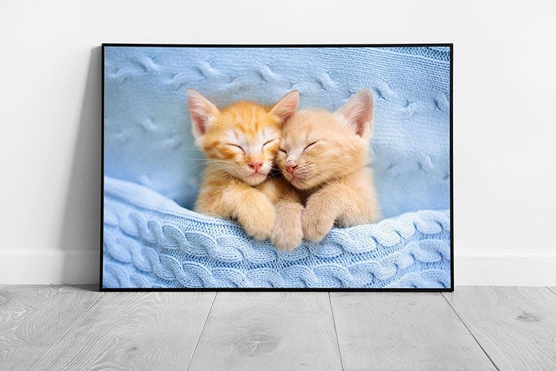 Two Ginger Baby Kittens Snuggling Together In A Blue Blanket Cute Cat Photography Wall Art Print on Paper Framed Picture print