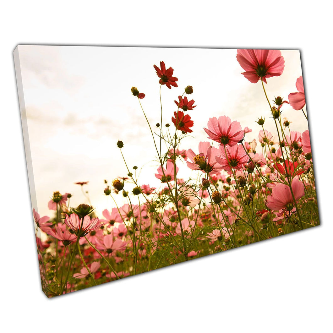 Pink Cosmos Flower Meadow At Sunset Canvas Wall Art Print On Canvas Mounted Canvas print