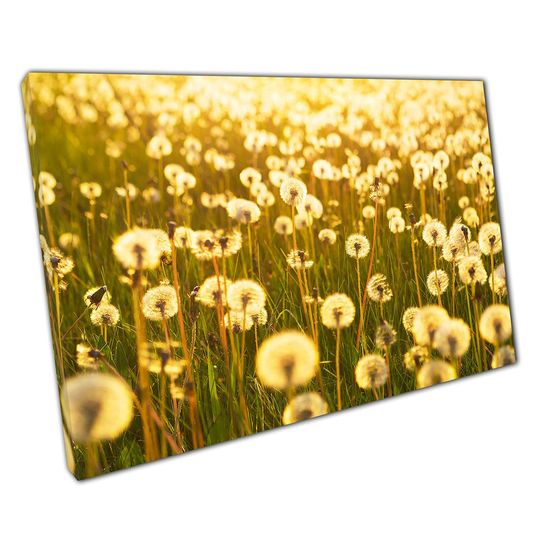 Wiese aus Löwenzahn unter einem goldenen Frühlings -Sonnenuntergangswand -Kunstdruck auf Leinwand, montiertes Leinwanddruck