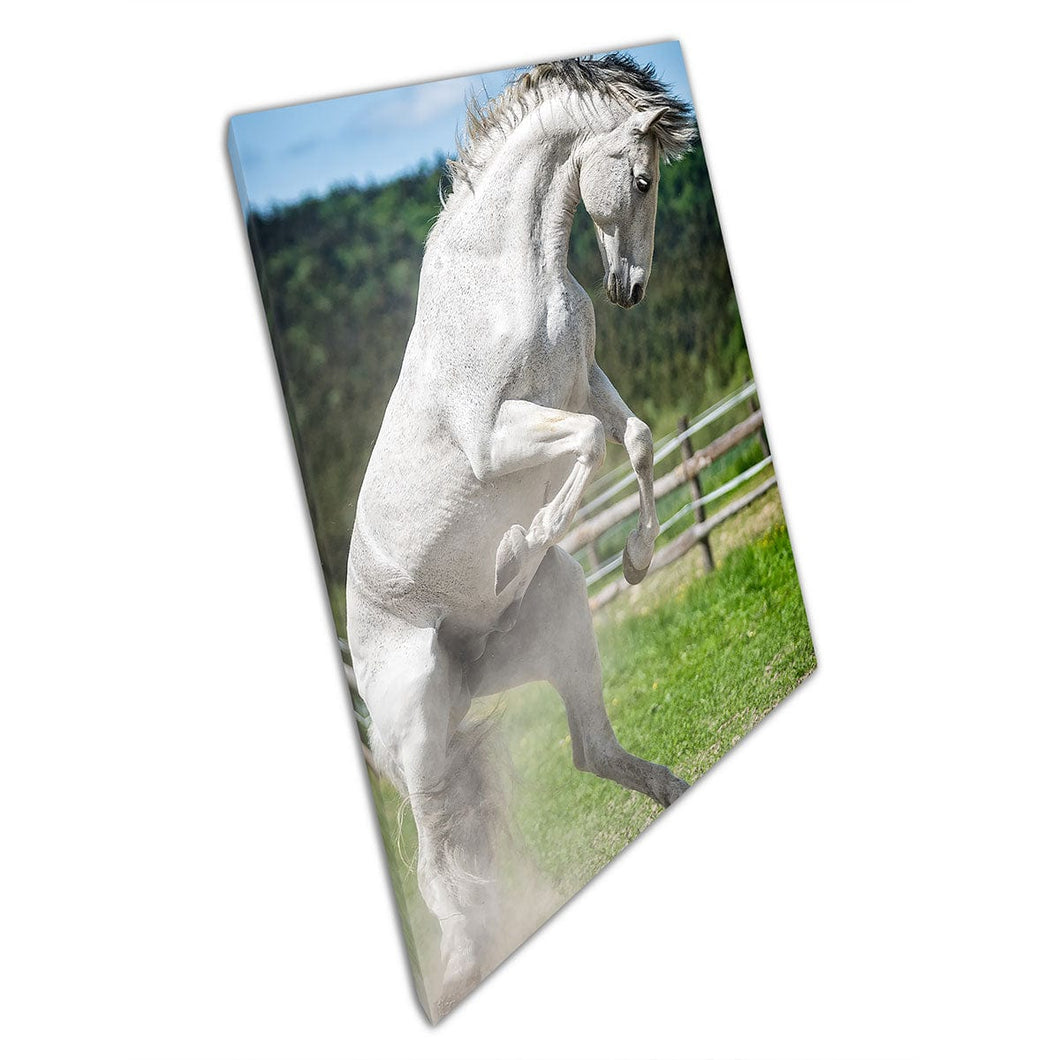 Stunning White Spanish Stallion Jumping In Paddock Wall Art Print On Canvas Mounted Canvas print