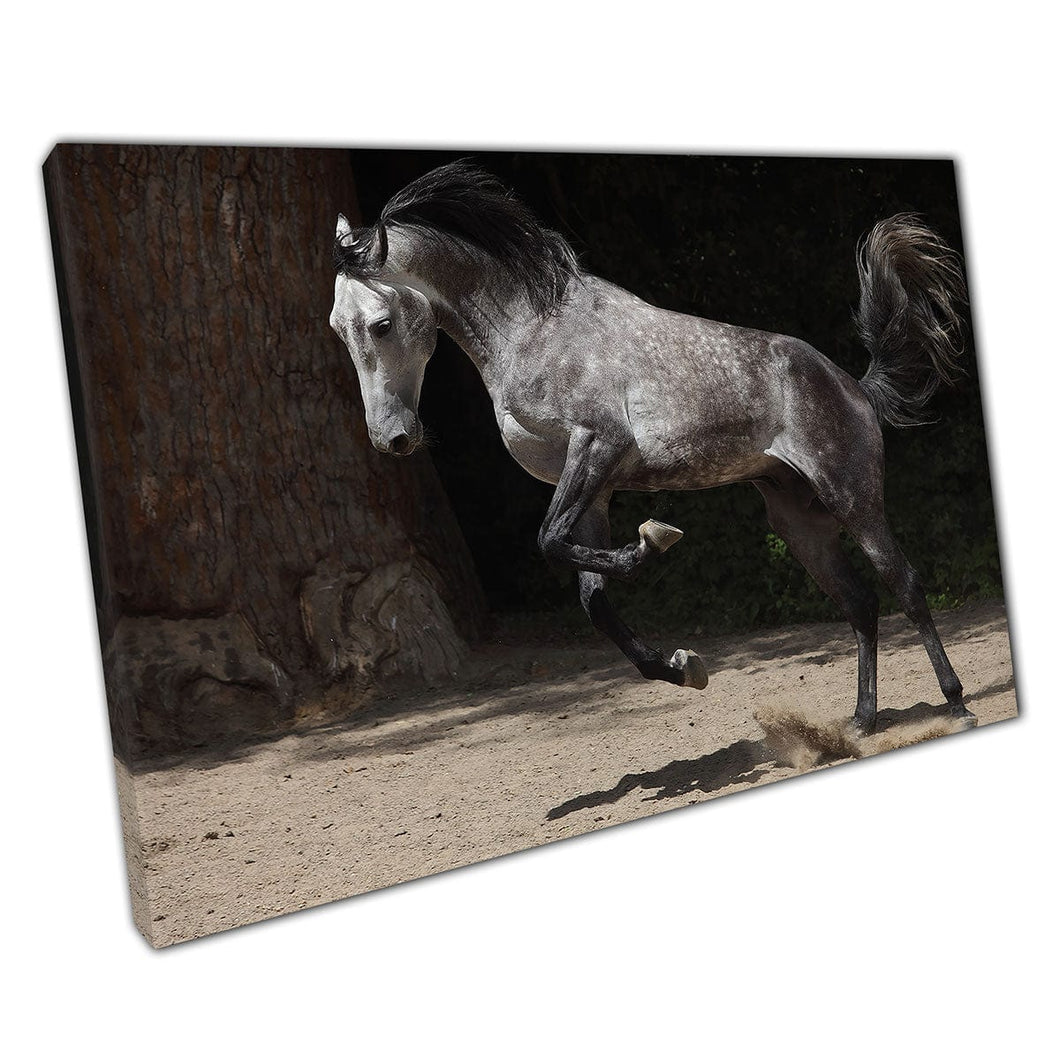 Grey Black Andalusian Horse Running Around Ranch Wall Art Print On Canvas Mounted Canvas print