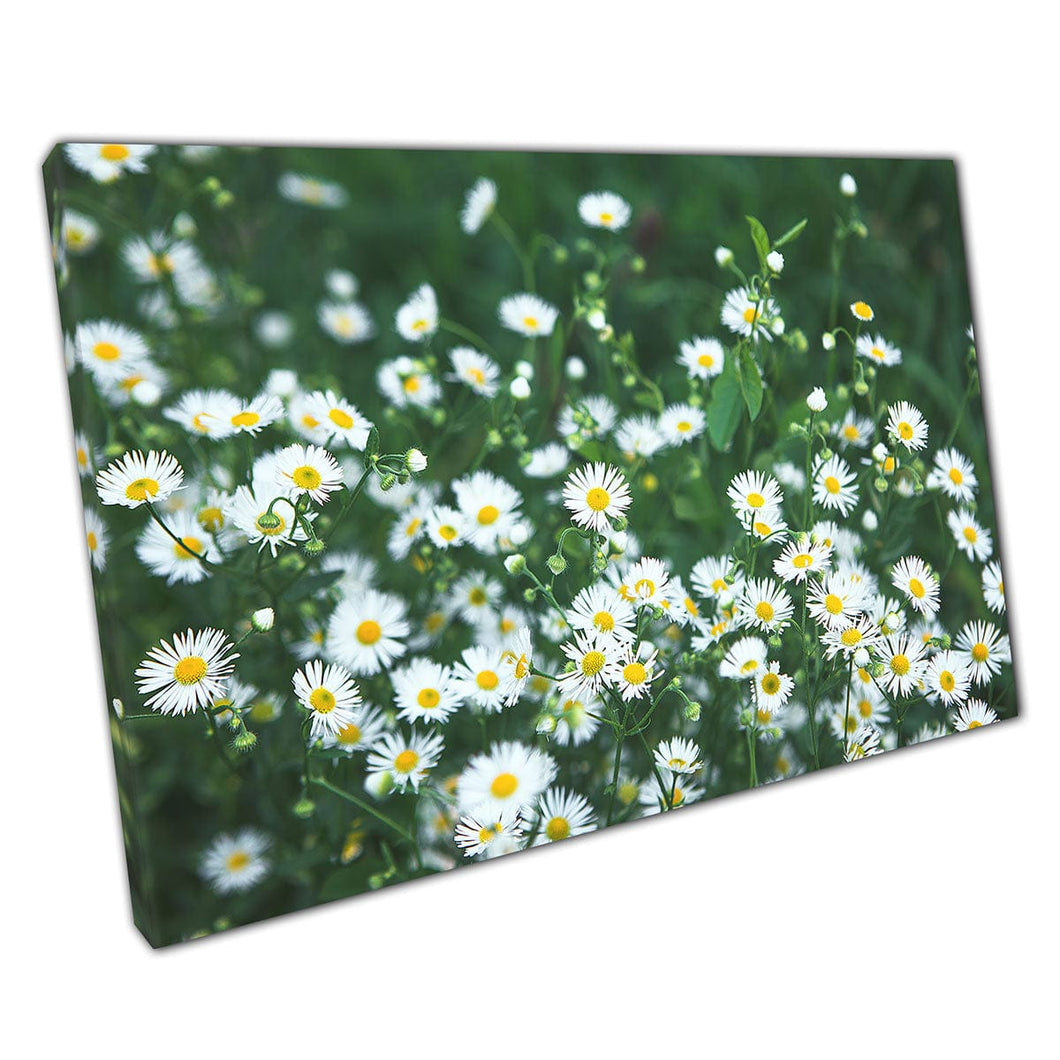 Meadow Of Blooming Spring Summer Chamomile Flowers And Daisies  Wall Art Print On Canvas Mounted Canvas print