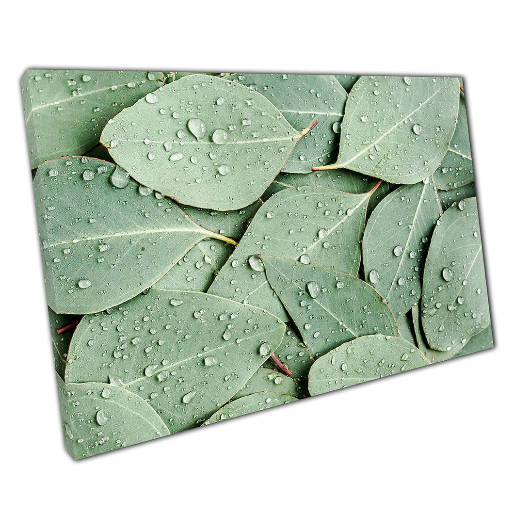 Layers Of Eucalyptus Leaves Sprinkled With Raindrops And Dew Photography Wall Art Print On Canvas Mounted Canvas print