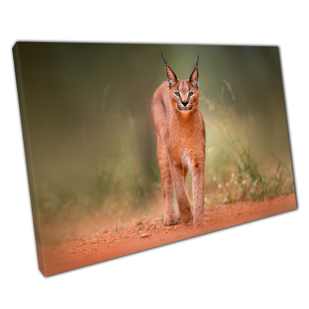 Stunning Caracal Cat African Lynx In Natural Habitat Botswana South Africa Wall Art Print On Canvas Mounted Canvas print