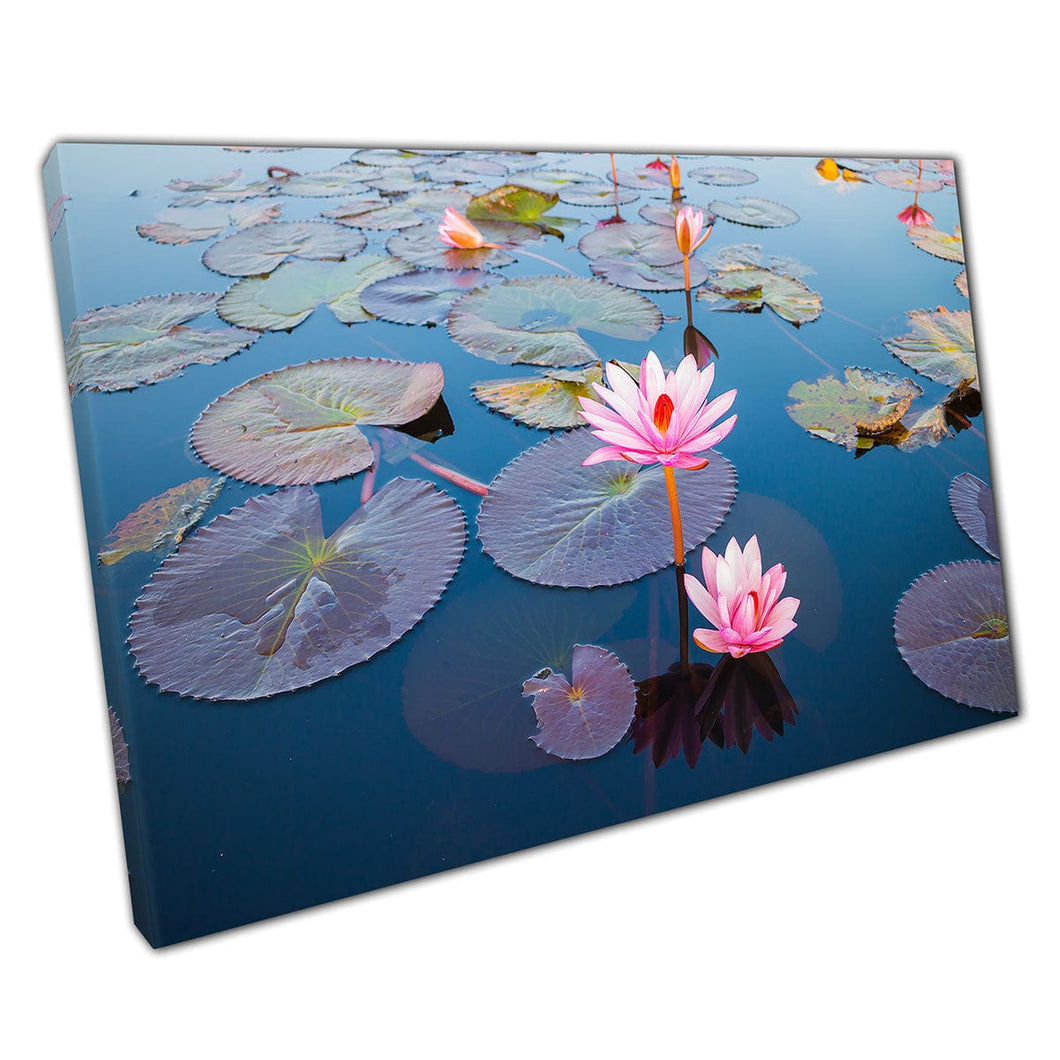 Beautiful Pink Lotus Flowers Rising From Lilly Pad Filled Tranquil Water Wall Art Print On Canvas Mounted Canvas print