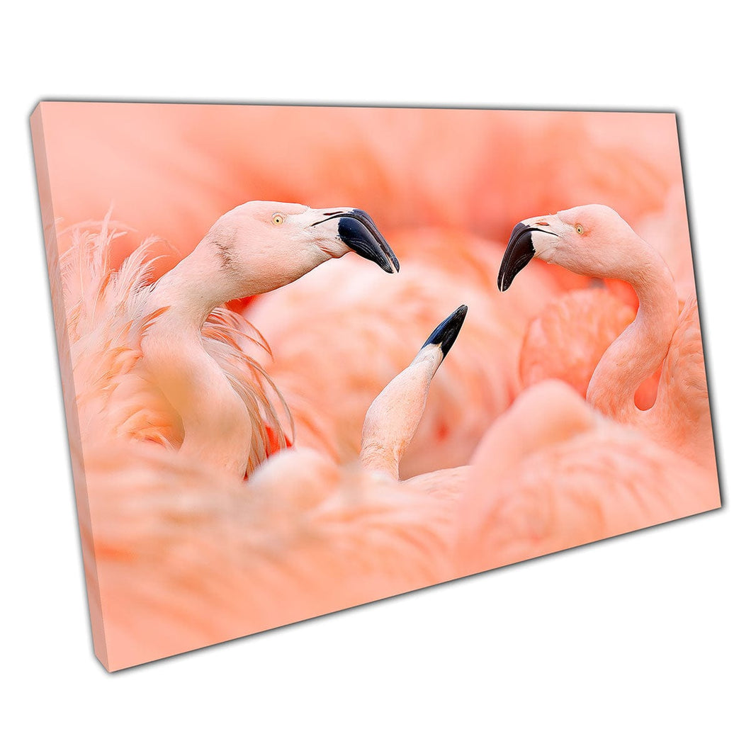 Fight Between Flamingos In Flock Majestic Feathery Pink Birds Nature Photography Wall Art Print On Canvas Mounted Canvas print