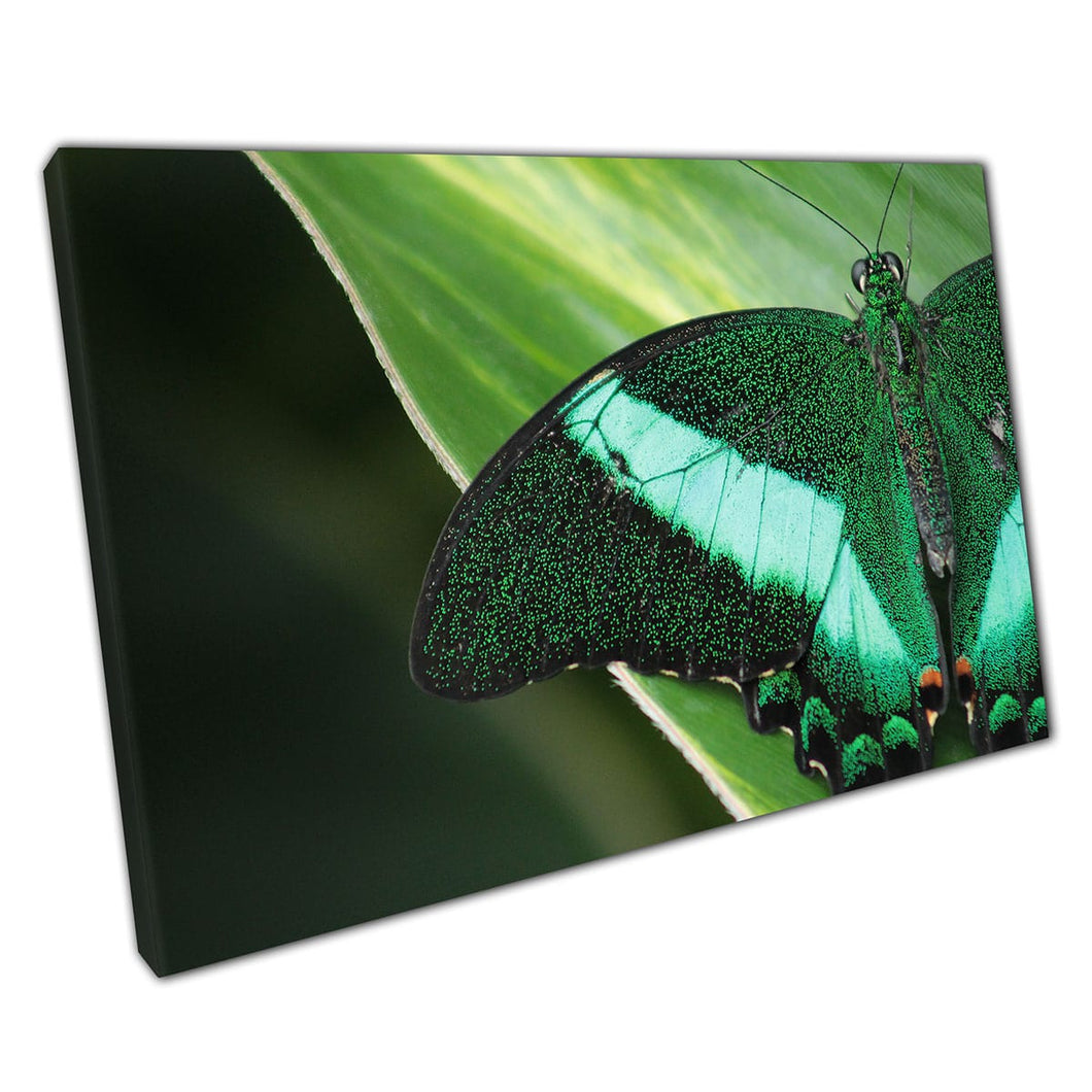 Emerald Swallow Tail Green Peacock Butterfly Stunning Vibrant Greens Nature Details Wall Art Print On Canvas Mounted Canvas print