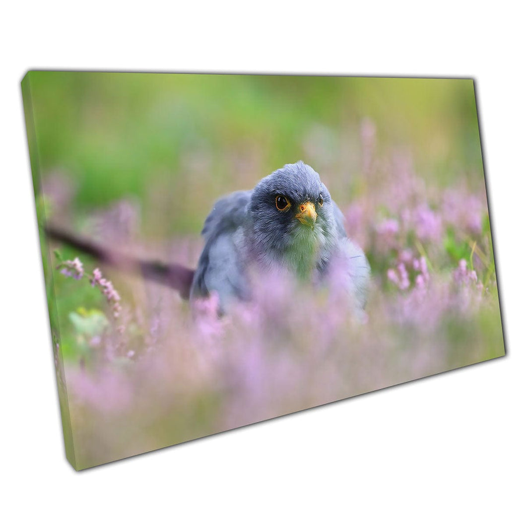 Red-Footed Falcon Sitting In A Grassy Meadow Of Delicate Violet Flowers Nature Wall Art Print On Canvas Mounted Canvas print