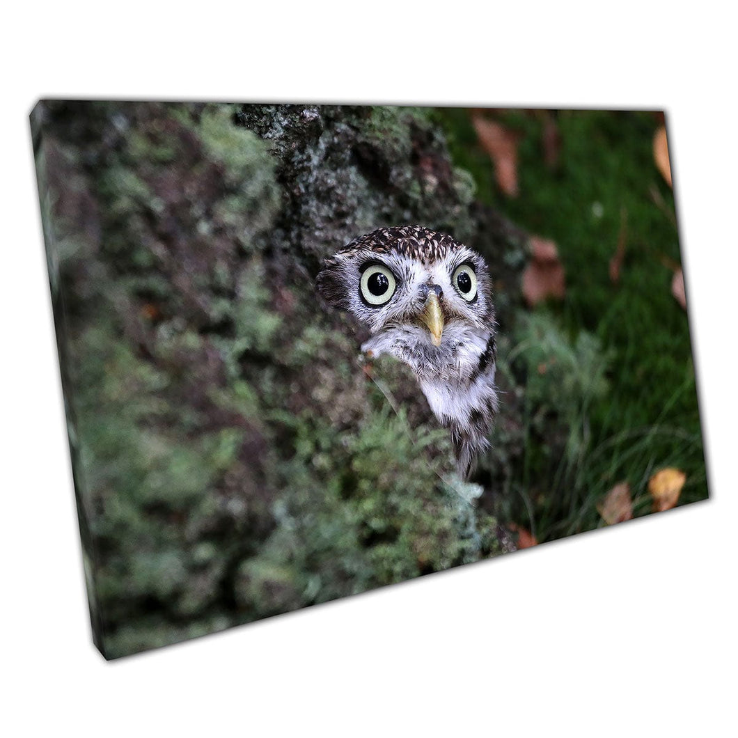 Small Cute Little Owl Peeking Out Of Woodland Foliage Wild Nature Photography Wall Art Print On Canvas Mounted Canvas print