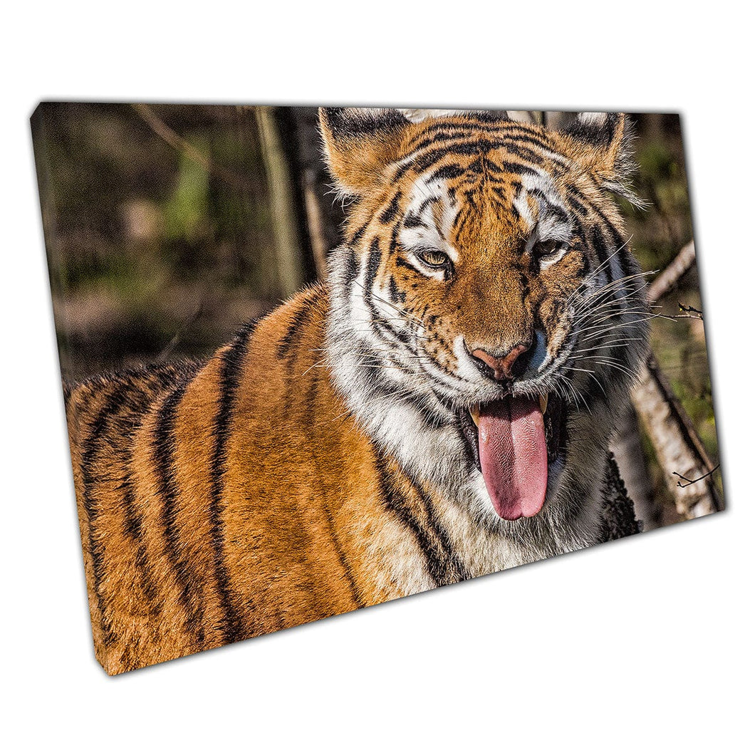 Siberian Tiger Pulling Funny Face At The Camera Silly Big Cat Animal Photography Wall Art Print On Canvas Mounted Canvas print