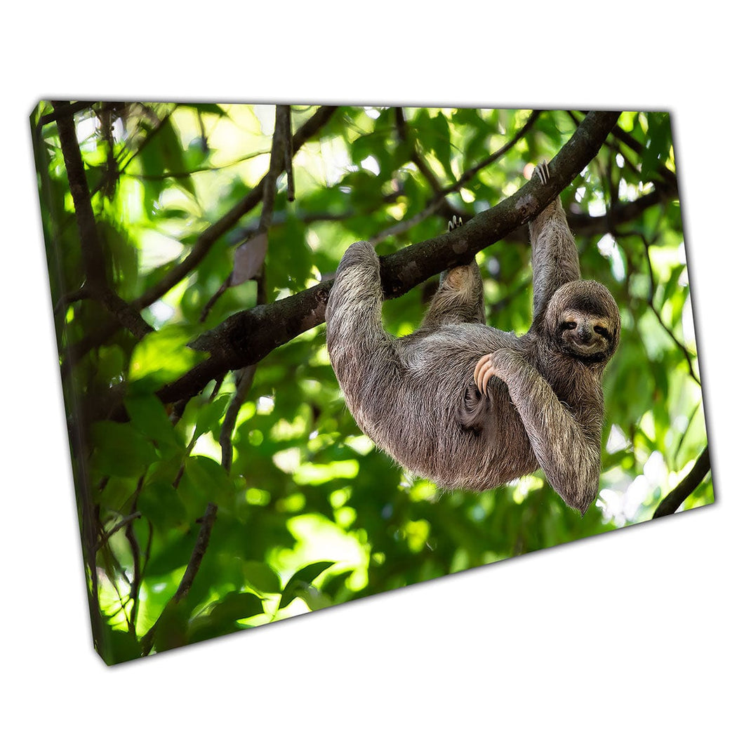 Funny Curious Sloth Hanging From A Tree Branch Scratching Belly Rainforest Costa Rica Wall Art Print On Canvas Mounted Canvas print