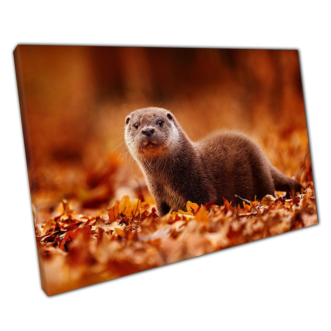 Curious Eurasian Otter Wandering Through The Orange Autumnal Leaves Cute Funny Animal Wall Art Print On Canvas Mounted Canvas print