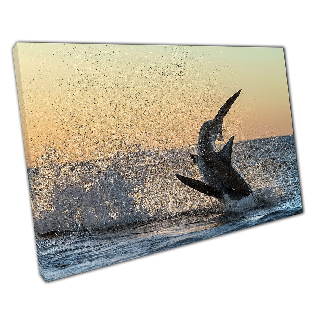 Great White Shark Leaping From The Water Chasing Prey During Sunrise Sea Life Wall Art Print On Canvas Mounted Canvas print