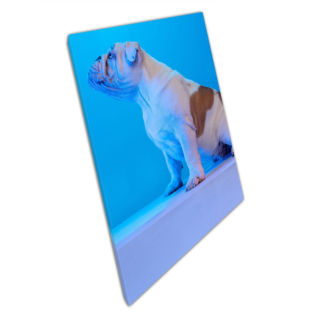 Side View Of Funny English Bulldog In Neon Blue Light Domestic Dog Puppy Photography Wall Art Print On Canvas Mounted Canvas print