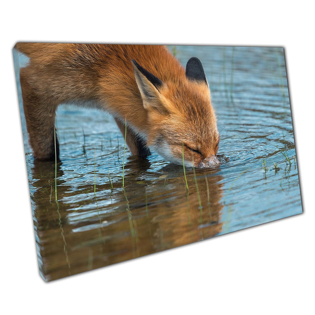 Curious Wild Fox Drinking From A Local River Wild Animal Natural Photography Wall Art Print On Canvas Mounted Canvas print