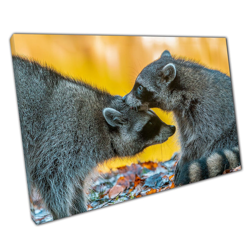 Raccoon Brother And Sister Sharing A Tender Moment Autumnal Woodland Siblings Animal Wall Art Print On Canvas Mounted Canvas print