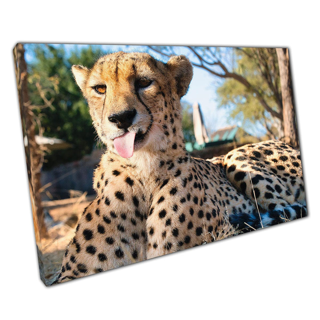 Funny Cheetah Pulling A Silly Face For The Camera Kruger National Park South Africa Wall Art Print On Canvas Mounted Canvas print