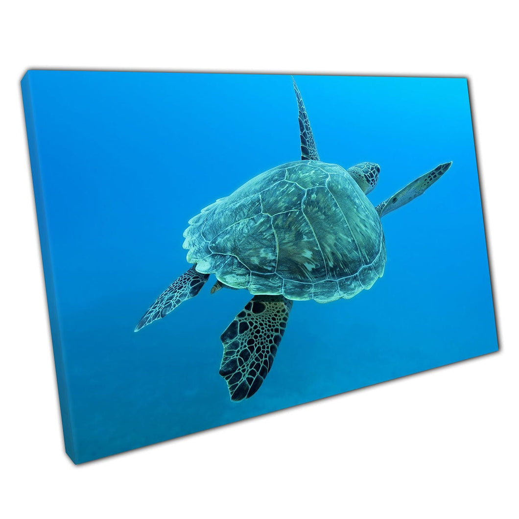 Gracefully Large Sea Turtle Happily Swimming Through Deep Blue Sea Ocean Sea Life Wall Art Print On Canvas Mounted Canvas print
