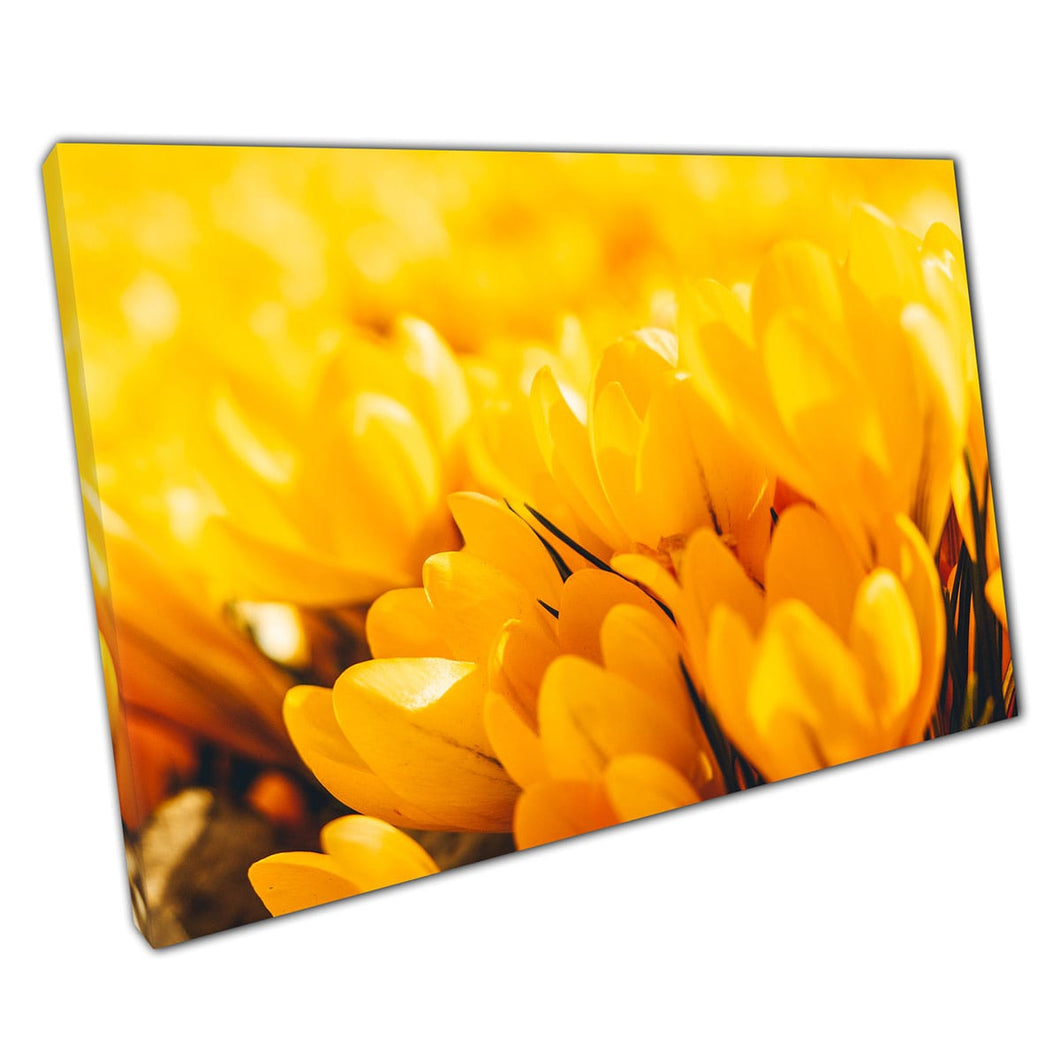 Bright Vibrant Golden Yellow Crocus Field In Early Spring Floral Flower Photography Wall Art Print On Canvas Mounted Canvas print