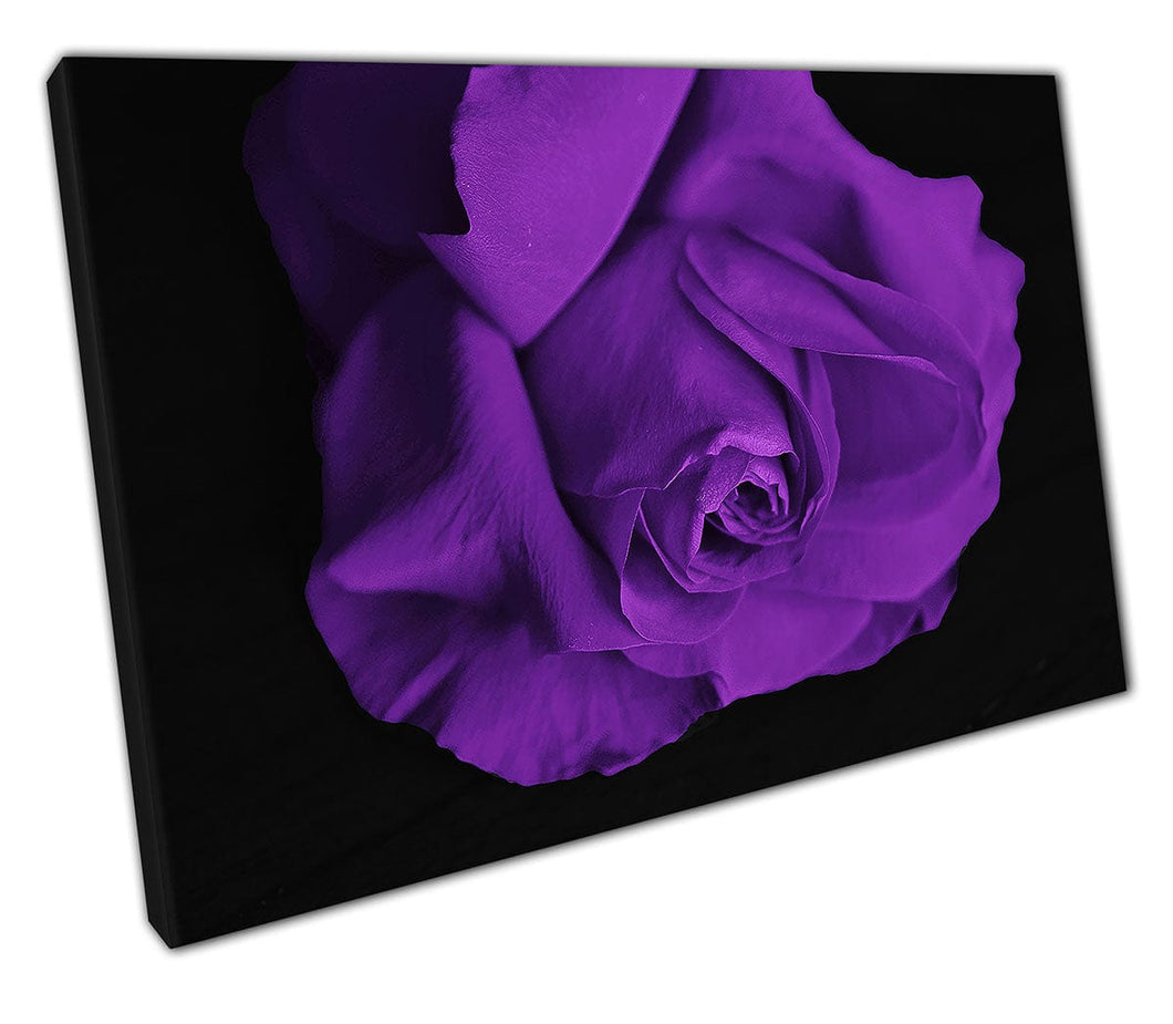 Purple Rose flowers floral art Ready to Hang Wall Art Print Mounted Canvas print