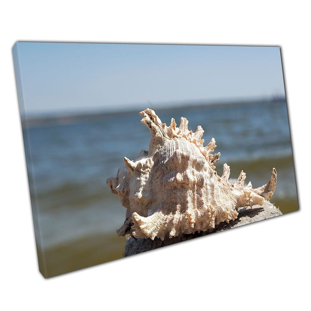 Spiked Naturally Weathered Seashell Upon A Wooden Platform Sea Life Marine Life Wall Art Print On Canvas Mounted Canvas print