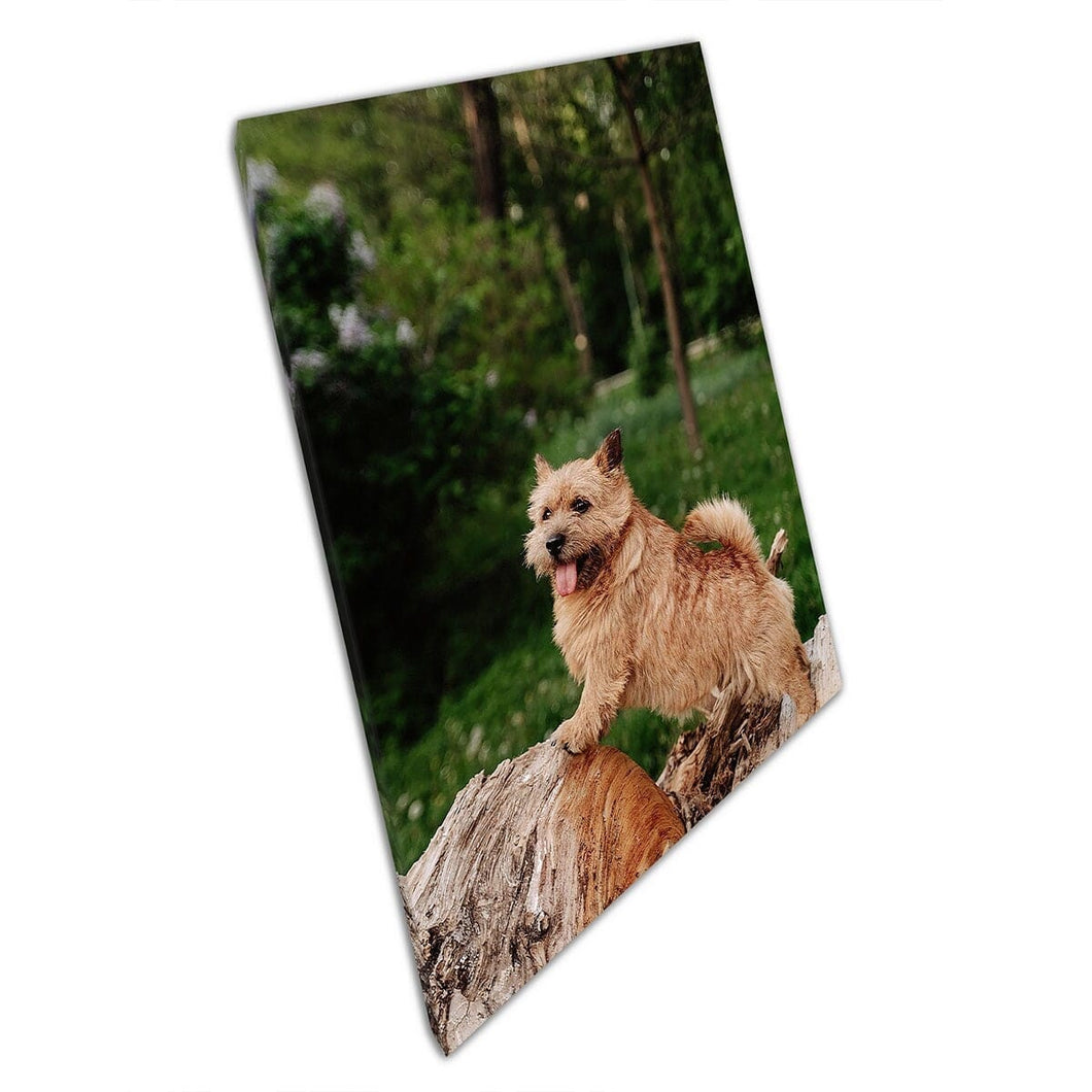 Happy Excited Norwich Terrier Dog Puppy Proudly Posed On A Tree Stump Funny Animal Wall Art Print On Canvas Mounted Canvas print