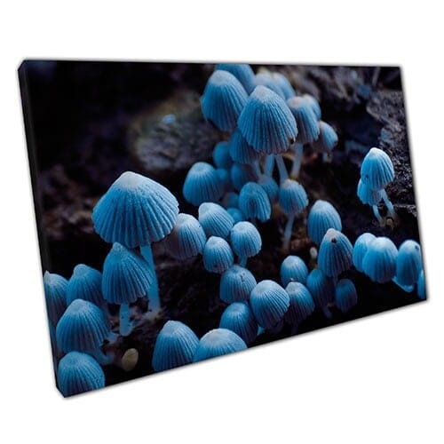 Print on Canvas Blue Mushrooms Fungi Macro Focus Ready to Hang Wall Art Print Mounted Canvas print