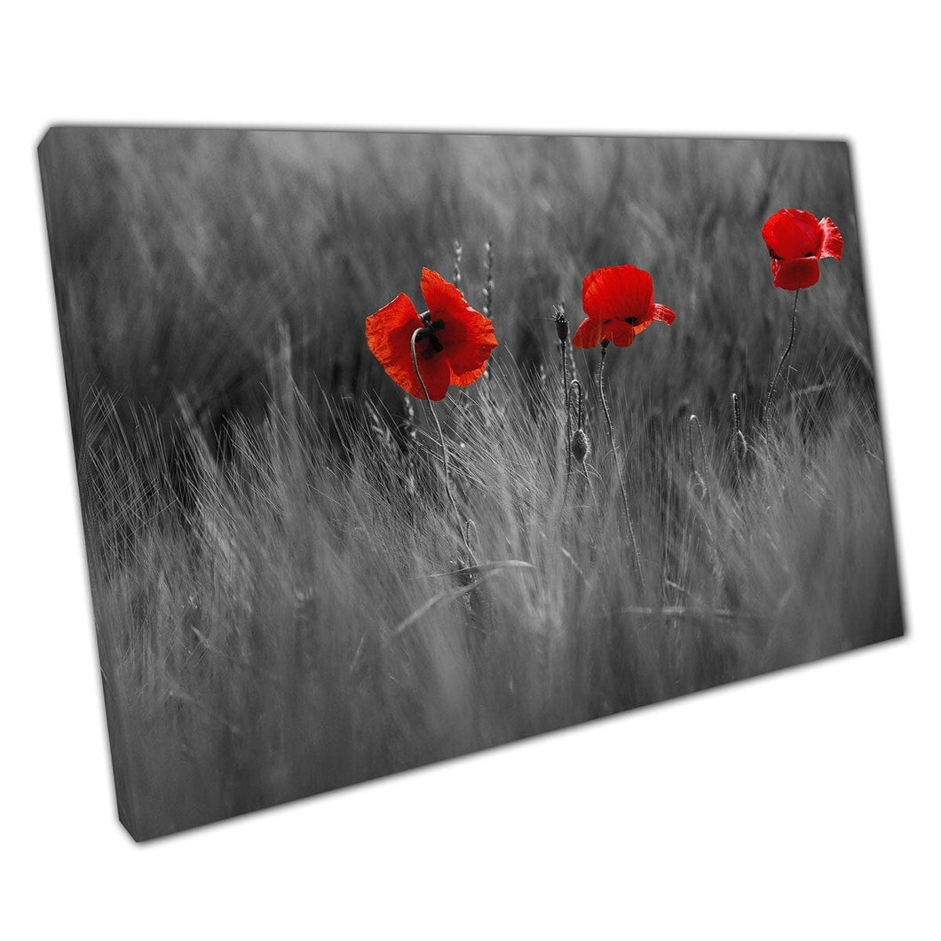 Vibrant Blooming Poppy Flowers Growing In A Field Conceptional Greyscale Photography Wall Art Print On Canvas Mounted Canvas print