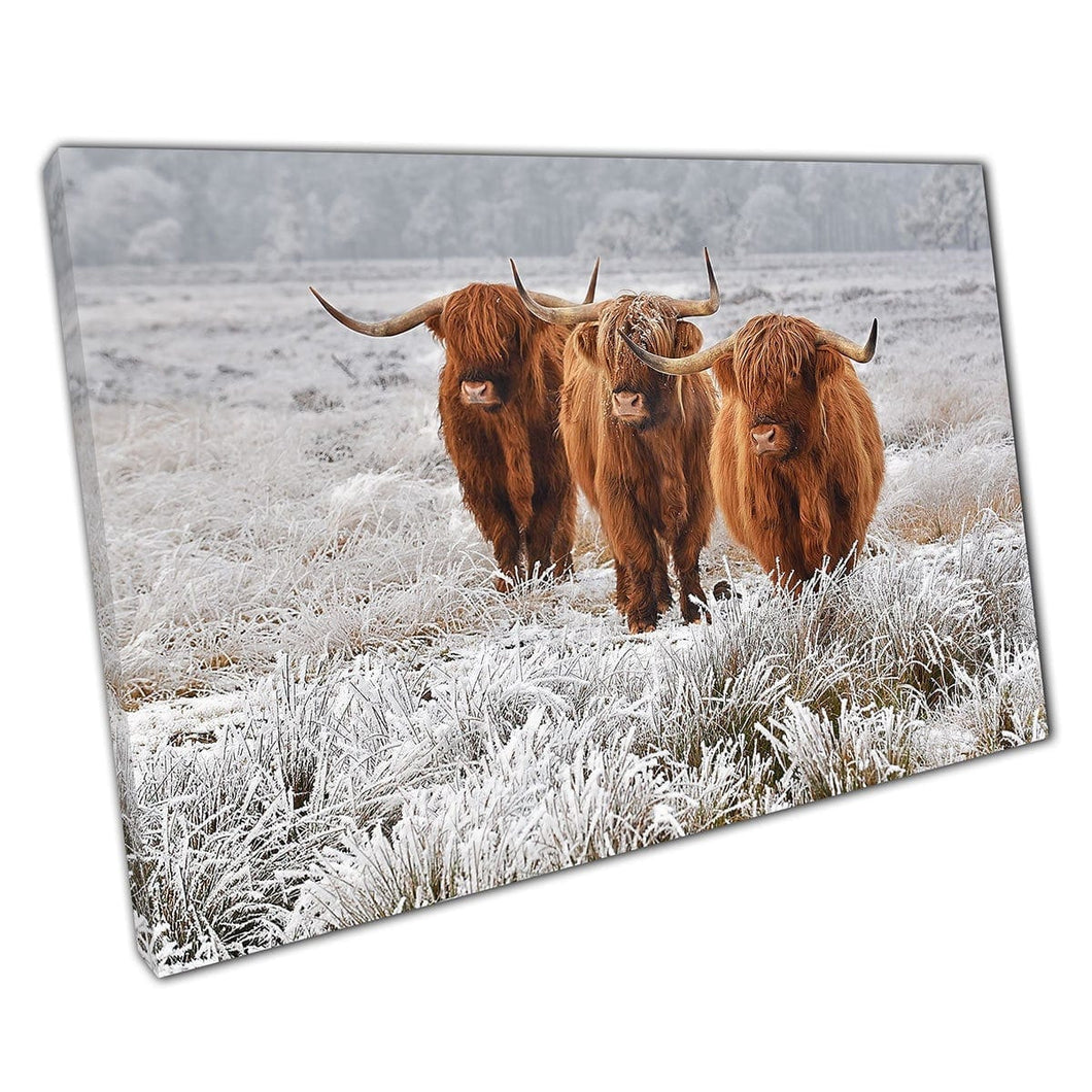 Scottish Highland Cows Natural Winter Nature Habitat Wall Art Print On Canvas Mounted Canvas print