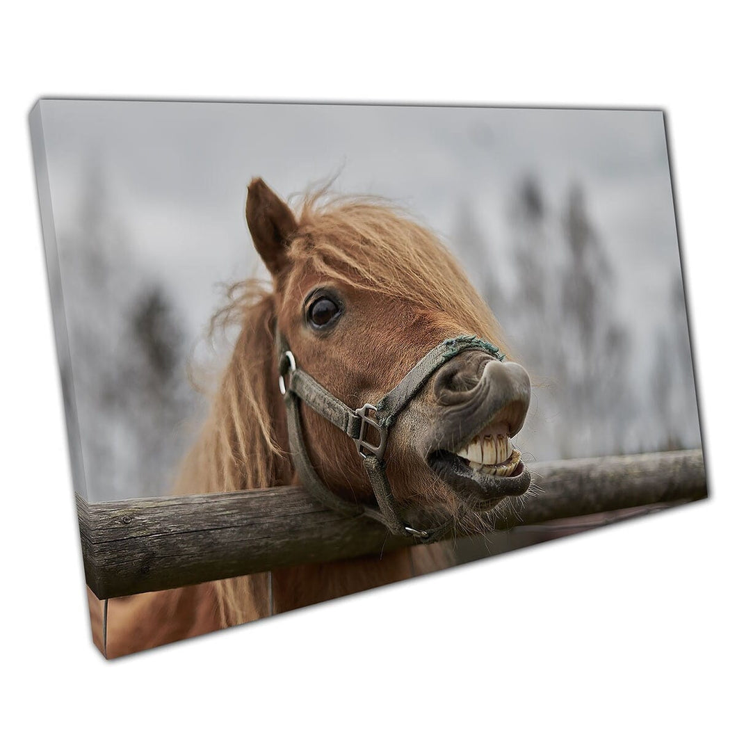 Horse Smiling Pulling A Funny Face Small Latvian Zoo Laughing Animal Photography Wall Art Print On Canvas Mounted Canvas print