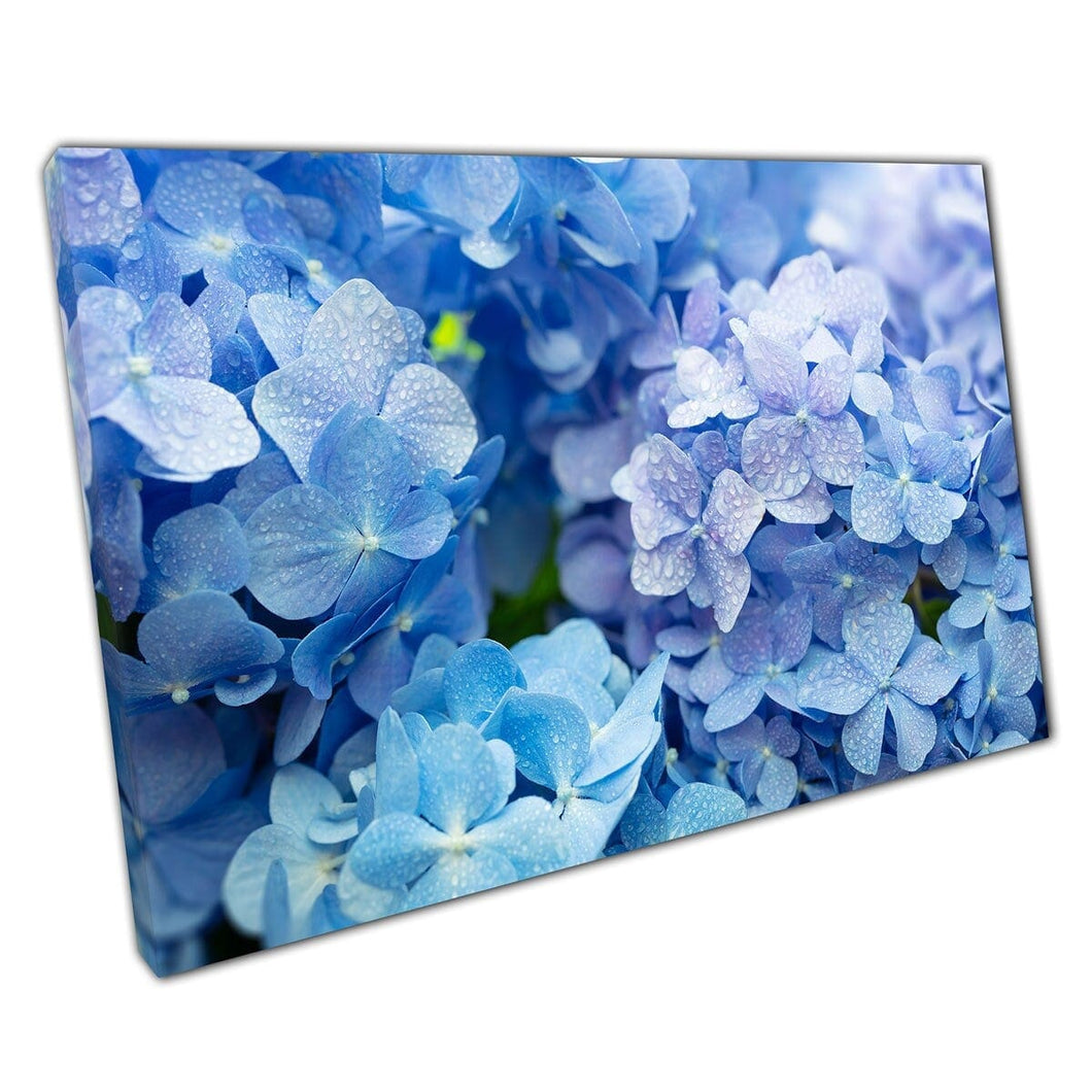 Beautiful Light Blue And Purple Hydrangea Flowers Covered In Small Water Dew Droplets Wall Art Print On Canvas Mounted Canvas print