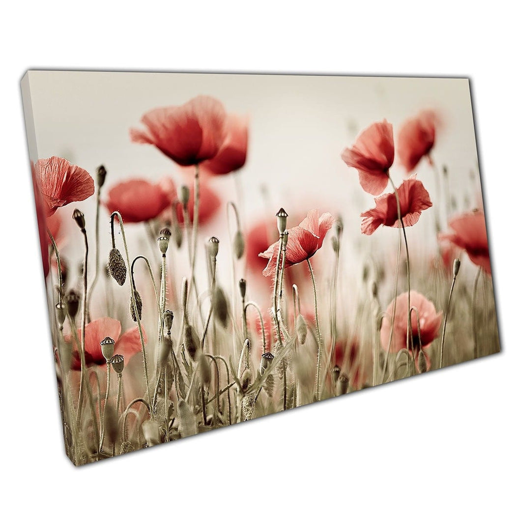 Poppy Meadow Field In Spring With Vintage Low Saturation Photography Filter Wall Art Print On Canvas Mounted Canvas print