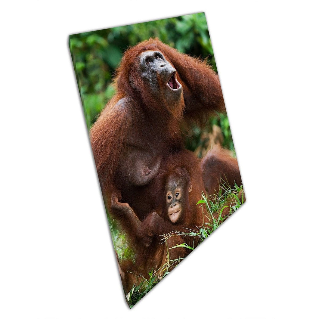 Female Orangutan Mother And Baby Funny Natural Animal Wild Life Photography Indonesia Wall Art Print On Canvas Mounted Canvas print