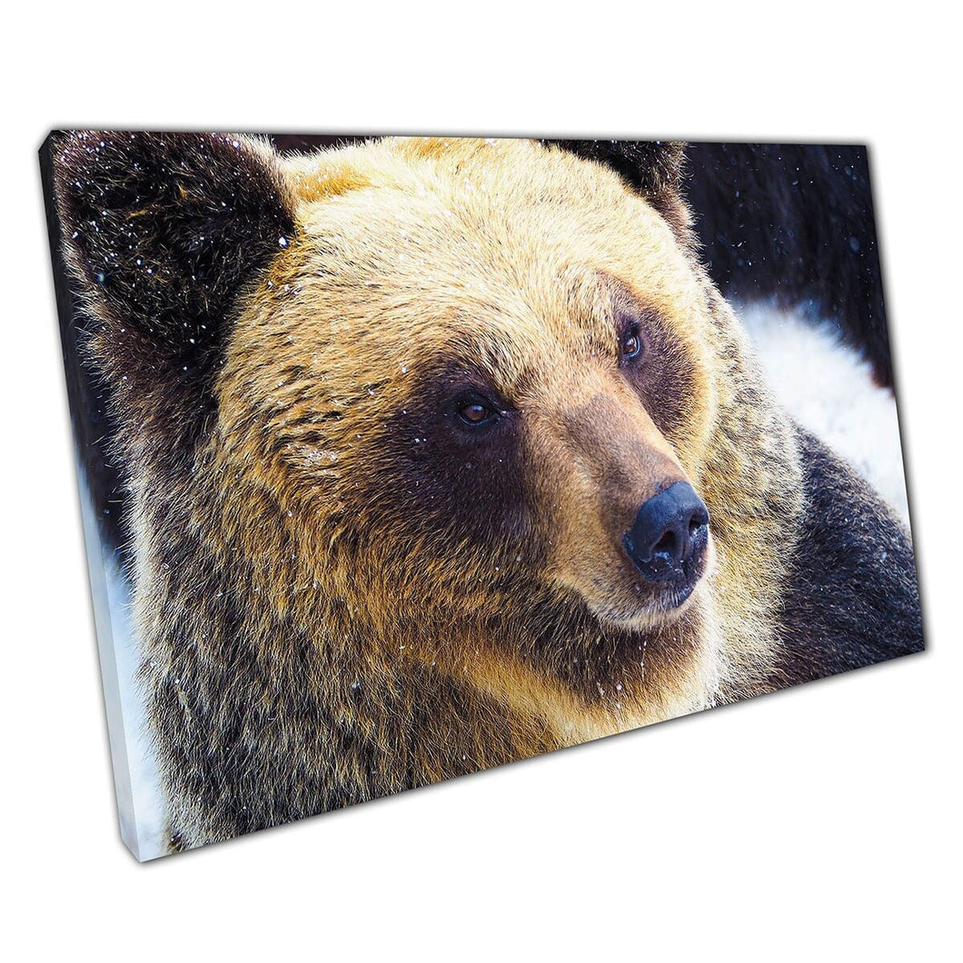 Brown Bear à Noboribetsu Bear Park à Hokkaido Japan Wildlife Wall Art Imprime sur toile montée sur toile Impression