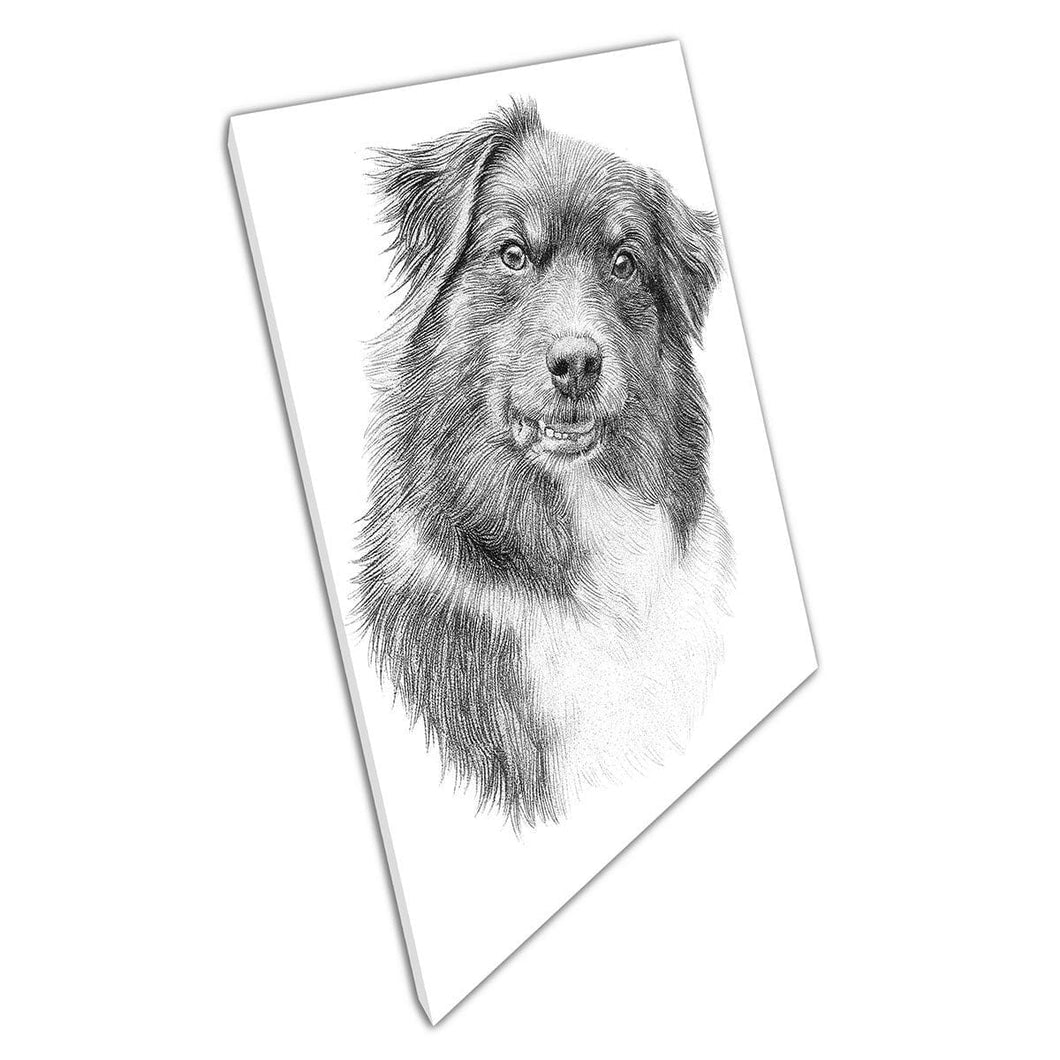 Detailed Drawing Sketch Australian Shepherd Pet Dog Illustration Wall Art Print On Canvas Mounted Canvas print