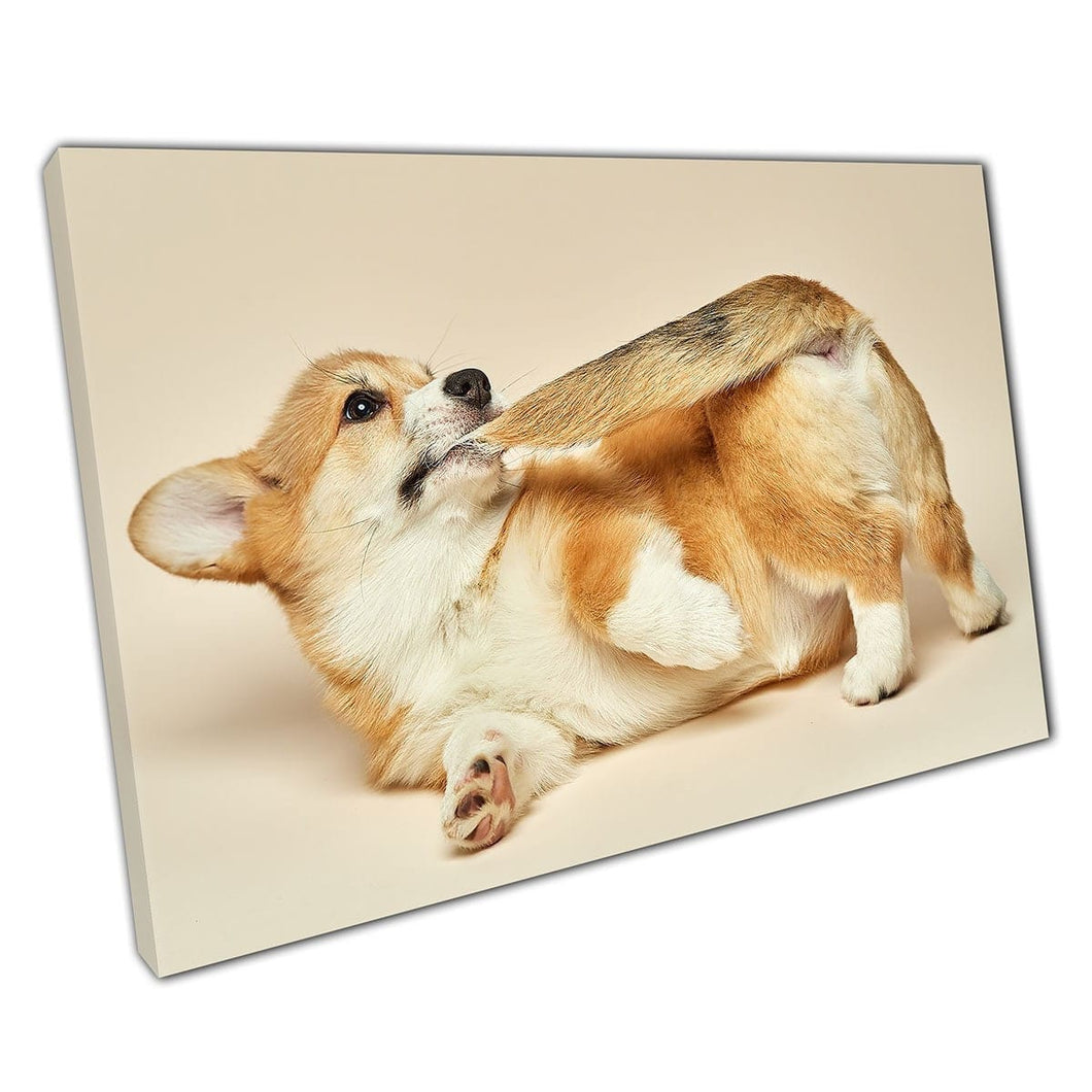 Adorable Welsh Pembroke Corgi Puppy Dog Playing With Its Tail Funny Animal Wall Art Print On Canvas Mounted Canvas print