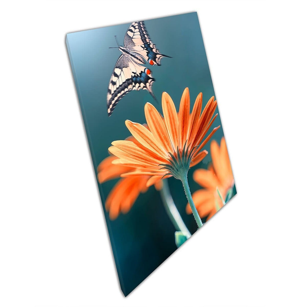 Beautiful Macro Shot Of Butterfly Moth Leaving Vibrant Orange Flower Nature Wall Art Print On Canvas Mounted Canvas print