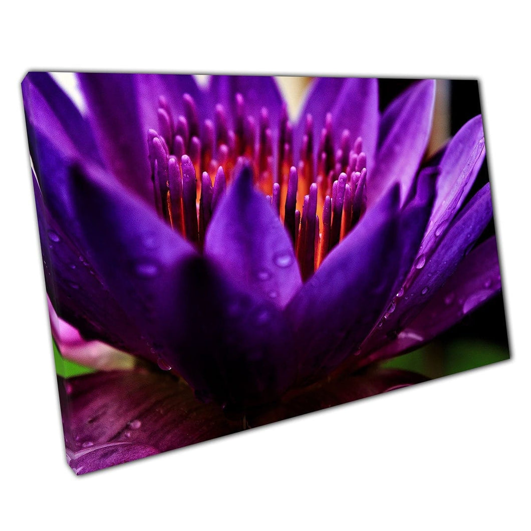 Exotic Lotus Purple Flower Close Up Nature Photography Wall Art Print On Canvas Mounted Canvas print