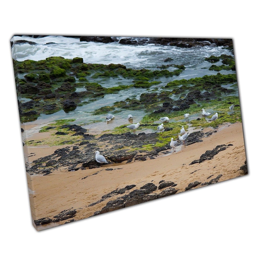 Seagulls Waddling Over Mossy Rocks On A Sea Foam Covered Seashore Seascape Sea Life Wall Art Print On Canvas Mounted Canvas print