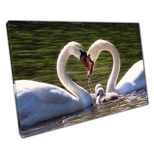 Print on Canvas Swans in Water in Love Loveheart Shape Ready to Hang Wall Art Print Mounted Canvas print