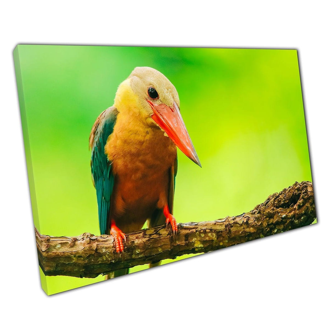 Vibrant Green Yellow Orange Kingfisher Bird Perched On Branch In Forest Thailand Wall Art Print On Canvas Mounted Canvas print